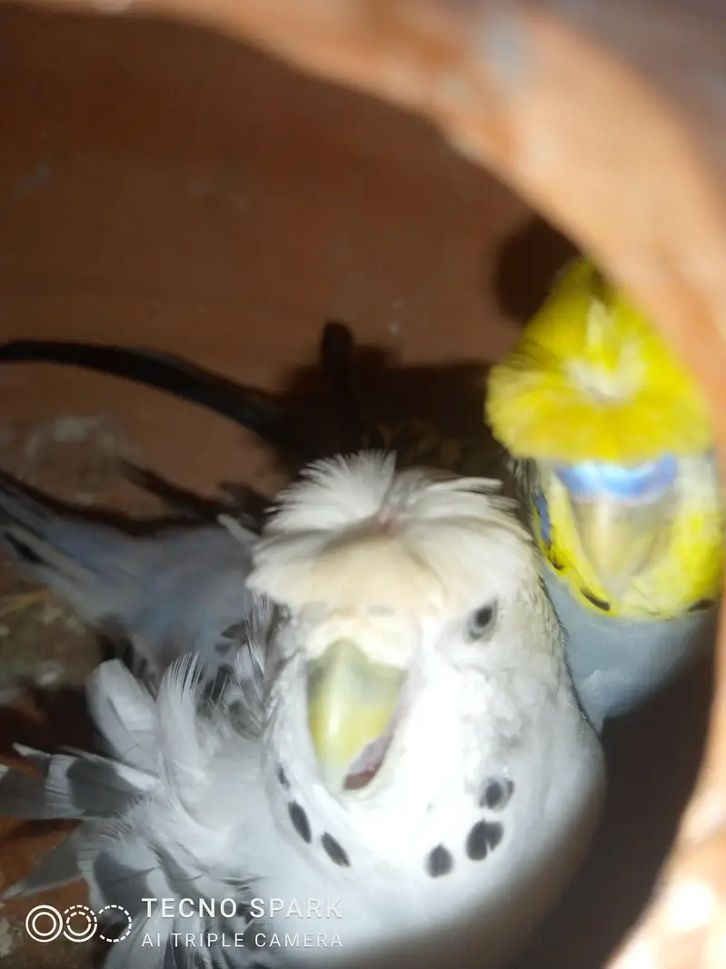 finch pair + hogomoros mal hy rembo female+ — photo 12