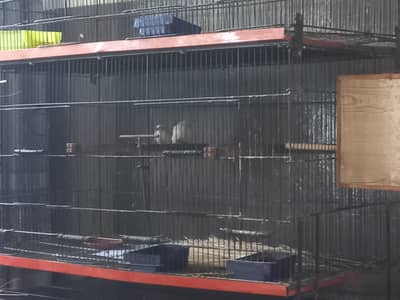 Albino Hex Long Tail & Owl Finch ,Rare Exotic Finches | Wah Cantt