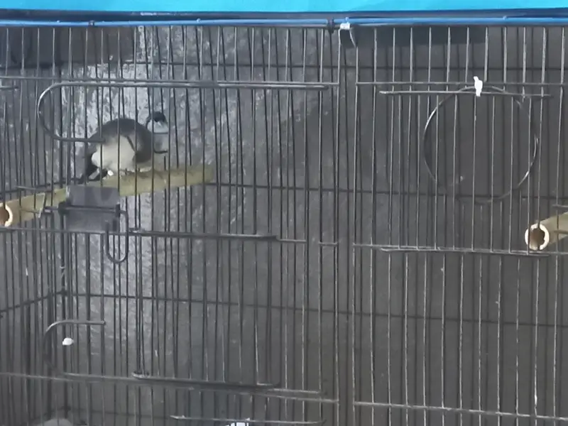Albino Hex Long Tail & Owl Finch ,Rare Exotic Finches | Wah Cantt — photo 2