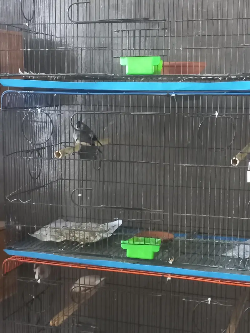 Albino Hex Long Tail & Owl Finch ,Rare Exotic Finches | Wah Cantt — photo 3
