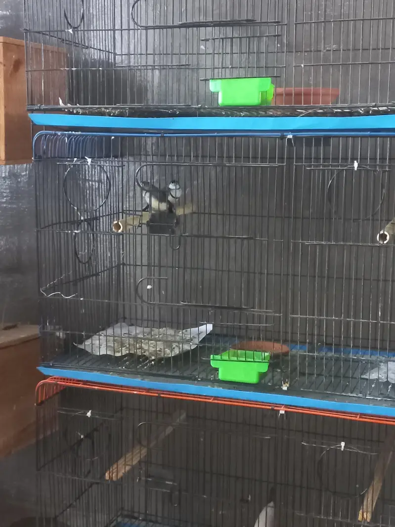 Albino Hex Long Tail & Owl Finch ,Rare Exotic Finches | Wah Cantt — photo 4