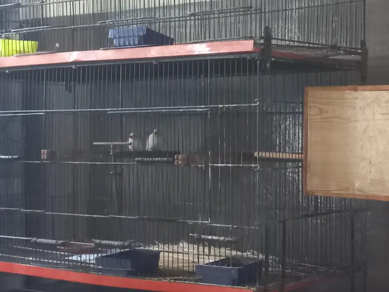 Albino Hex Long Tail & Owl Finch ,Rare Exotic Finches | Wah Cantt — photo 5
