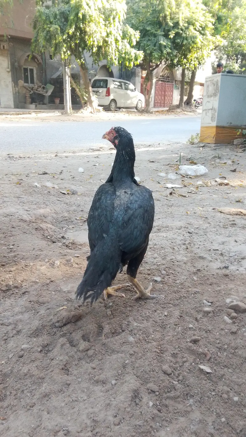 Aseel birds for sale 03215551735 — photo 12