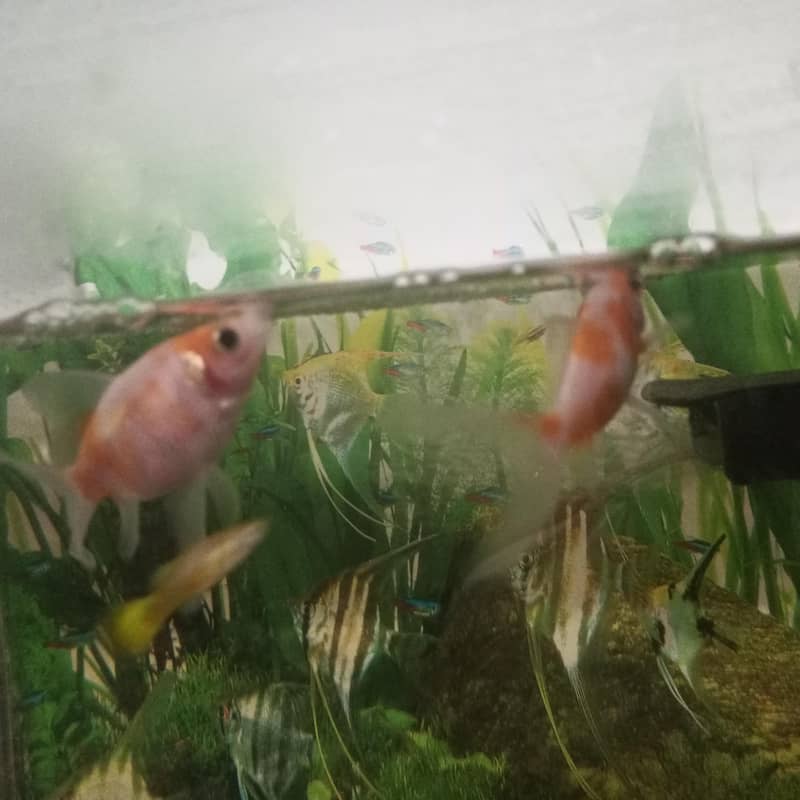 Chapankan Fish 0