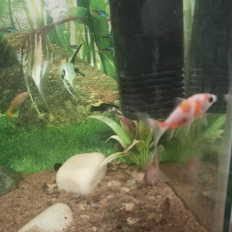 Chapankan Fish 1