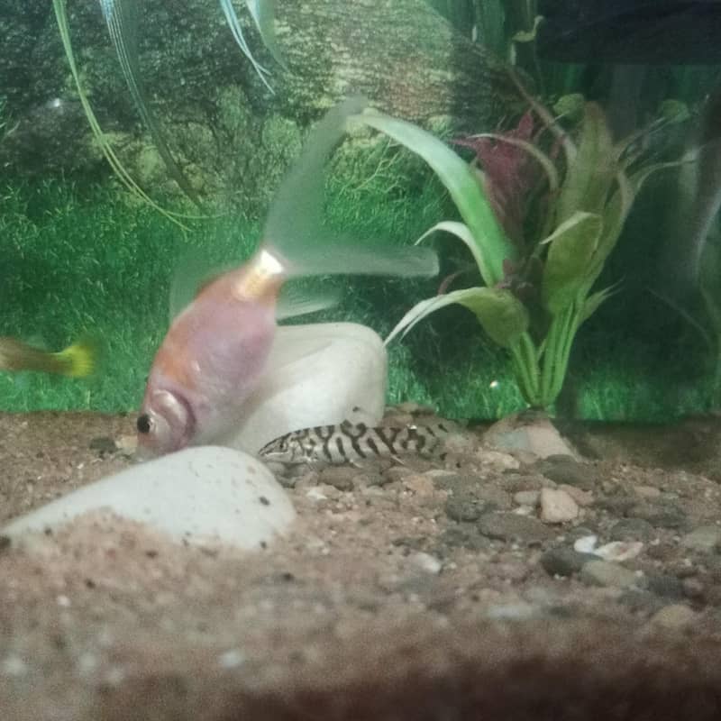Chapankan Fish 2