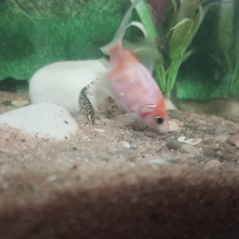 Chapankan Fish 3