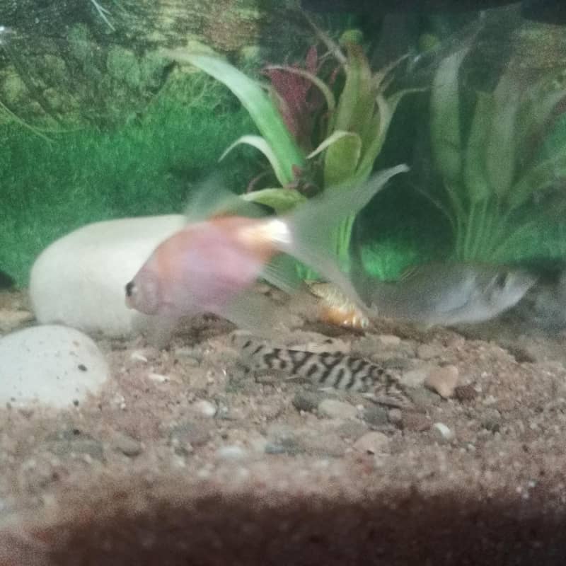 Chapankan Fish 4