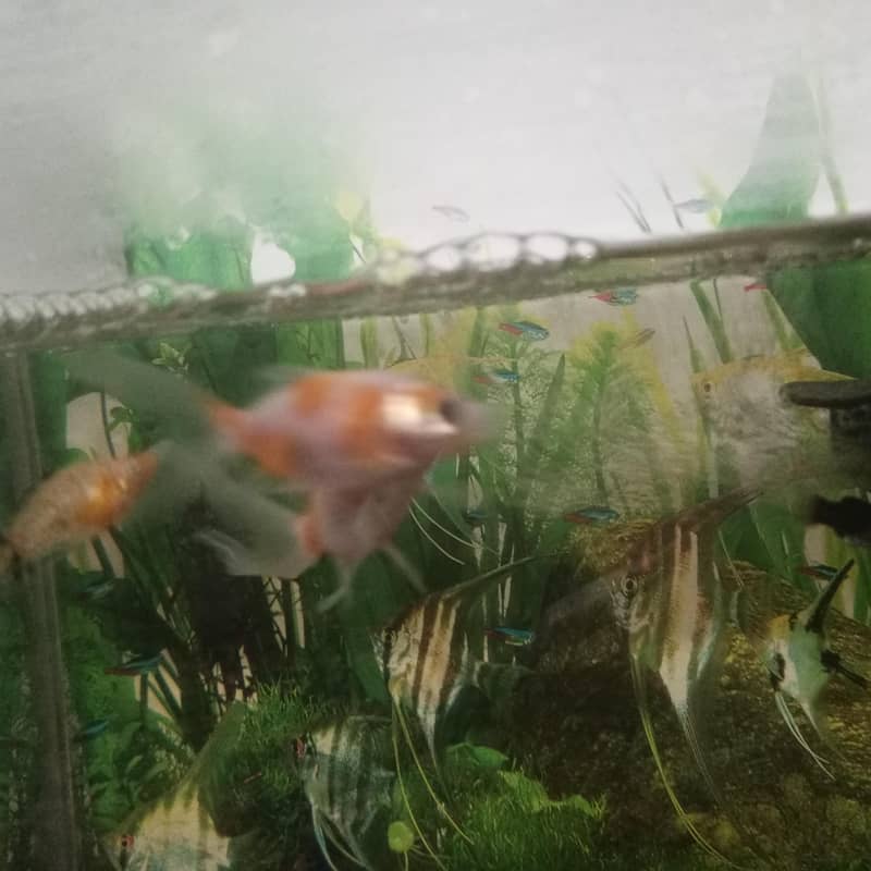 Chapankan Fish 5