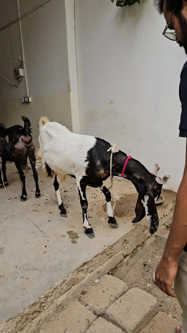 Kamori pateri bakri for sale — photo 2