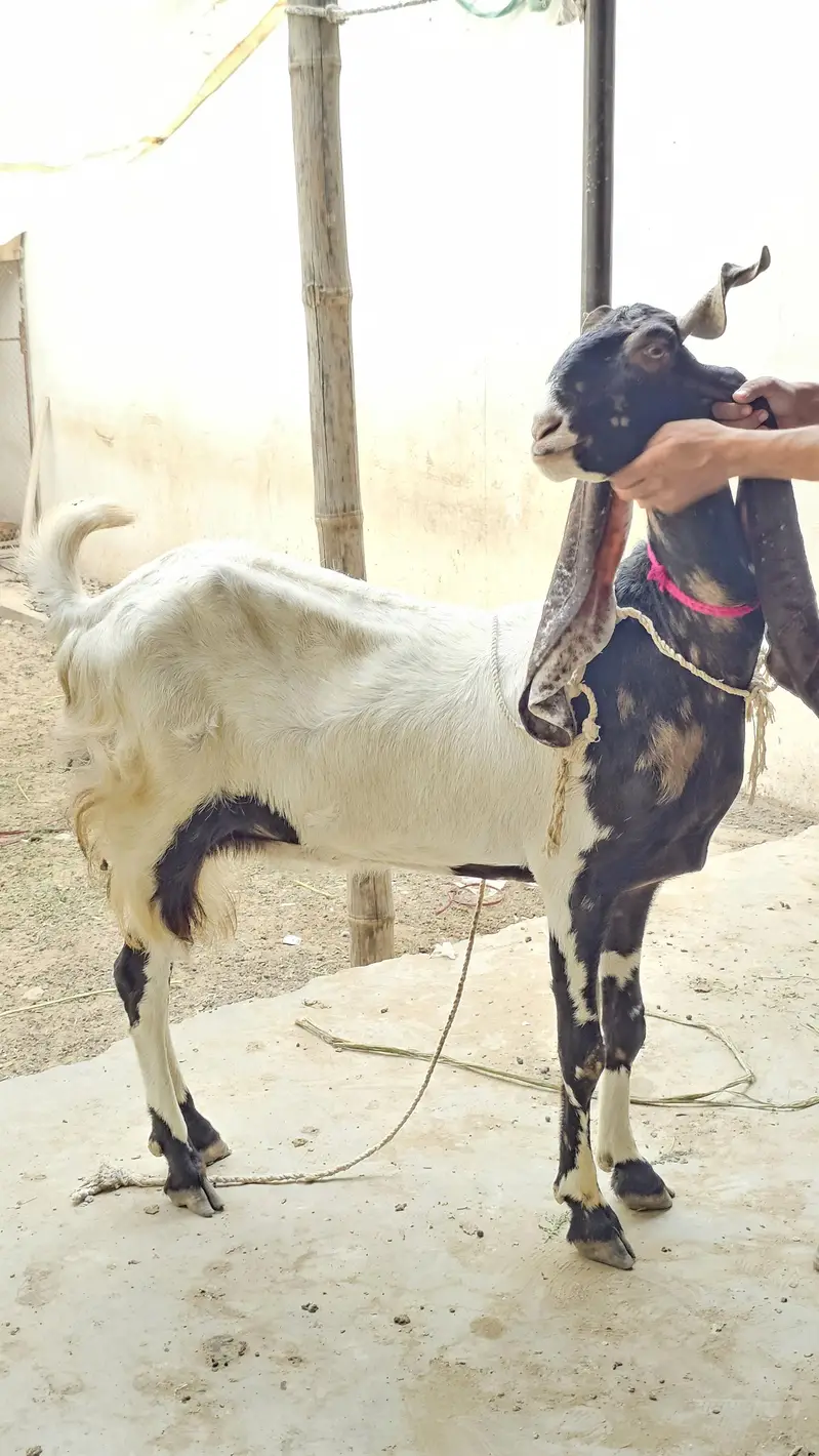 Kamori pateri bakri for sale — photo 3
