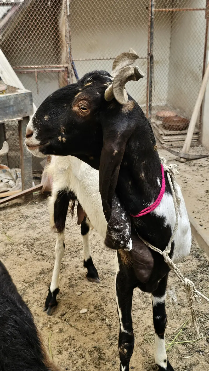 Kamori pateri bakri for sale — photo 4