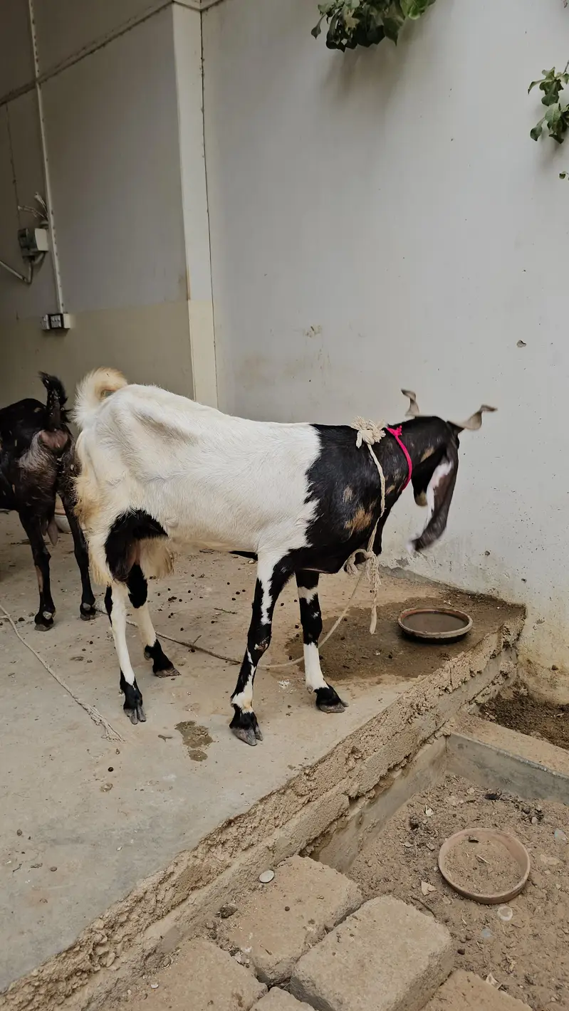 Kamori pateri bakri for sale — photo 5