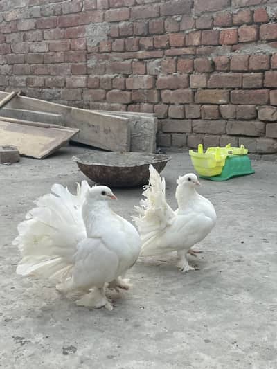Lakky Kabootar for sale