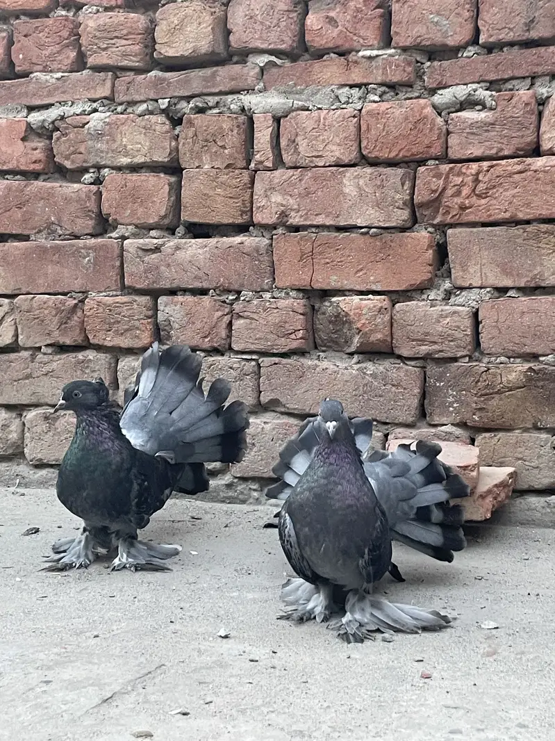 Lakky Kabootar for sale — photo 2