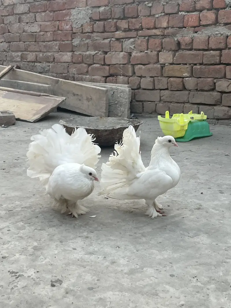 Lakky Kabootar for sale — photo 3