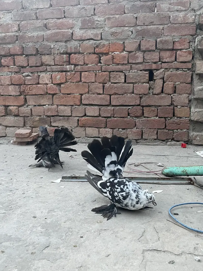 Lakky Kabootar for sale — photo 4