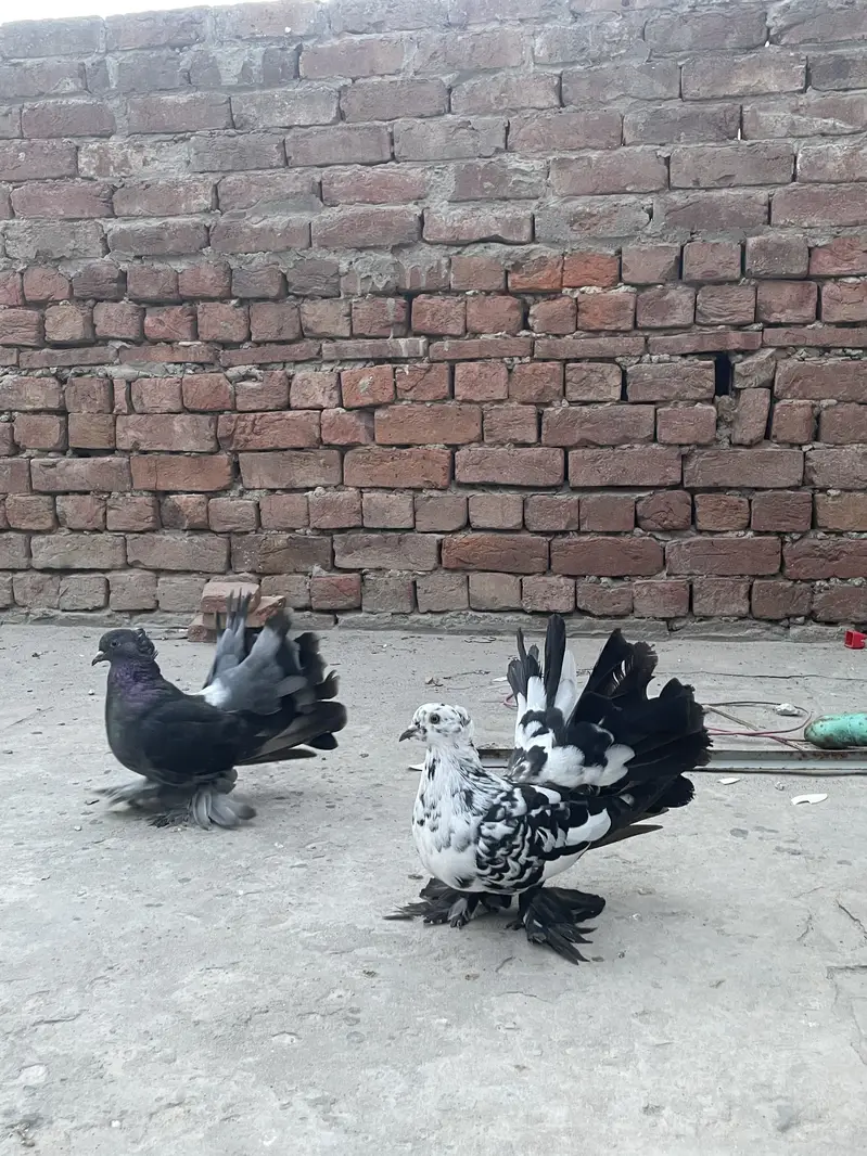 Lakky Kabootar for sale — photo 5