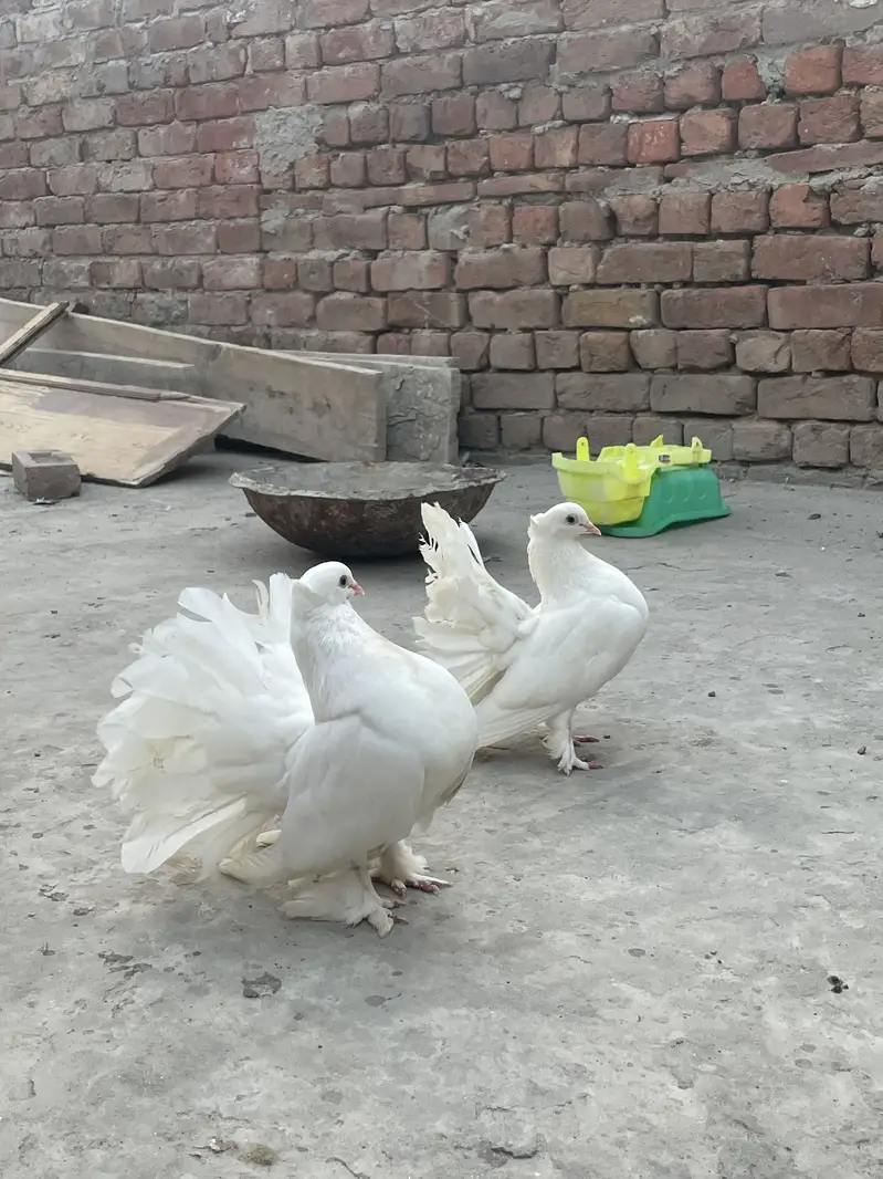Lakky Kabootar for sale — photo 6