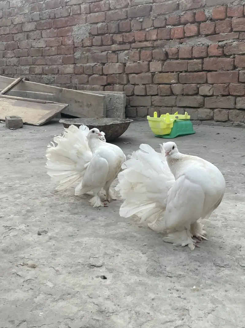 Lakky Kabootar for sale — photo 7