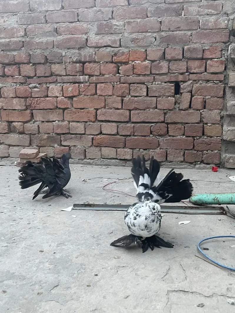 Lakky Kabootar for sale — photo 8