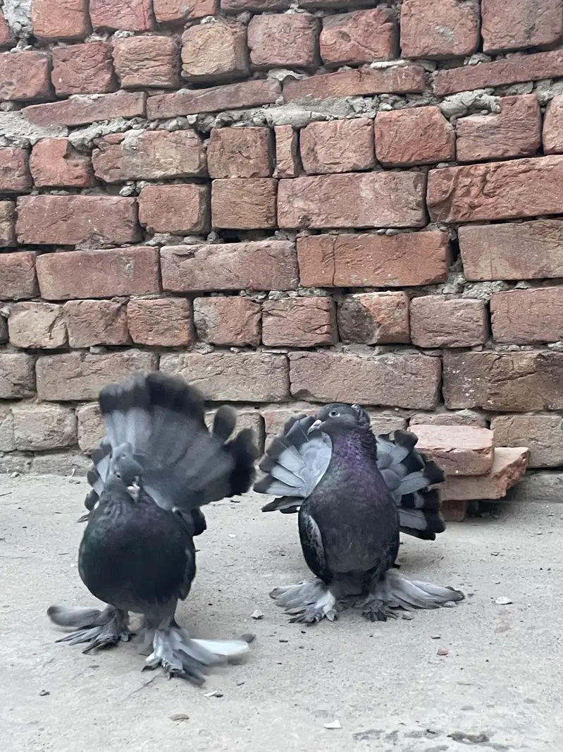 Lakky Kabootar for sale — photo 9