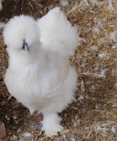 Silky Bantum White Coco Black Molted mix for sale Loaction Lahore