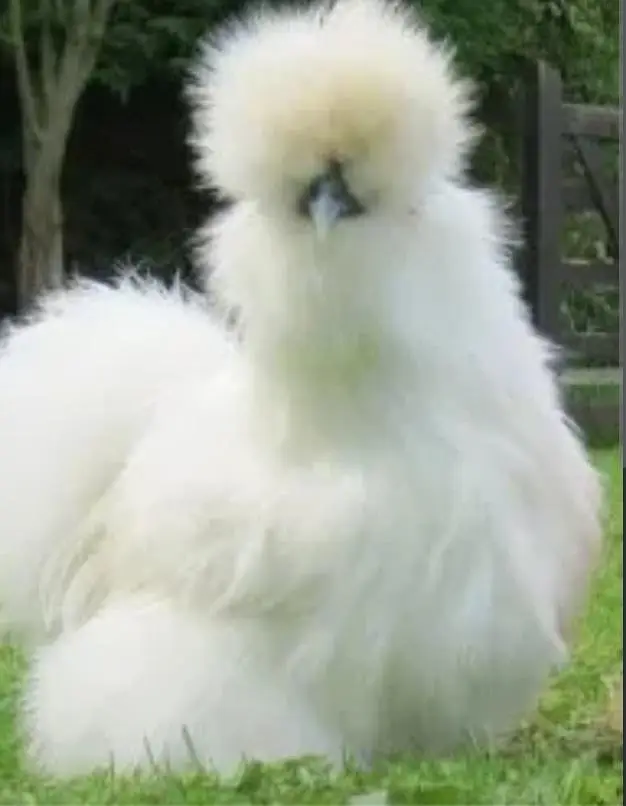Silky Bantum White Coco Black Molted mix for sale Loaction Lahore — photo 2