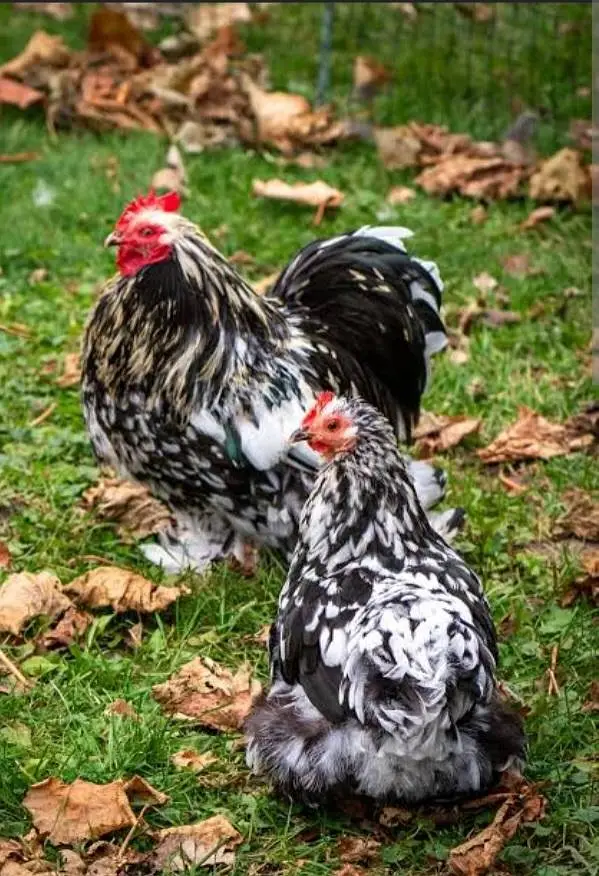 Silky Bantum White Coco Black Molted mix for sale Loaction Lahore — photo 3