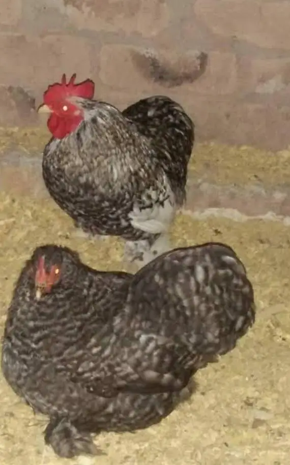 Silky Bantum White Coco Black Molted mix for sale Loaction Lahore — photo 4