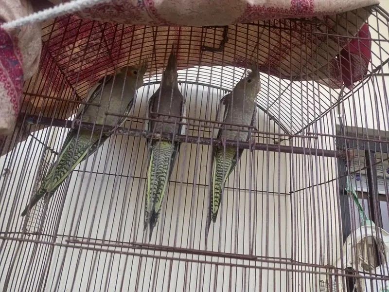 Beautiful Cockatiel parrot — photo 2
