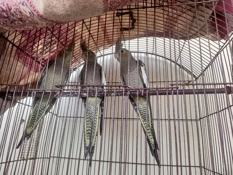 Beautiful Cockatiel parrot — photo 3