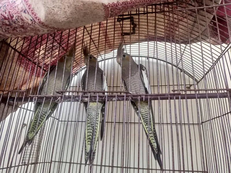 Beautiful Cockatiel parrot — photo 4