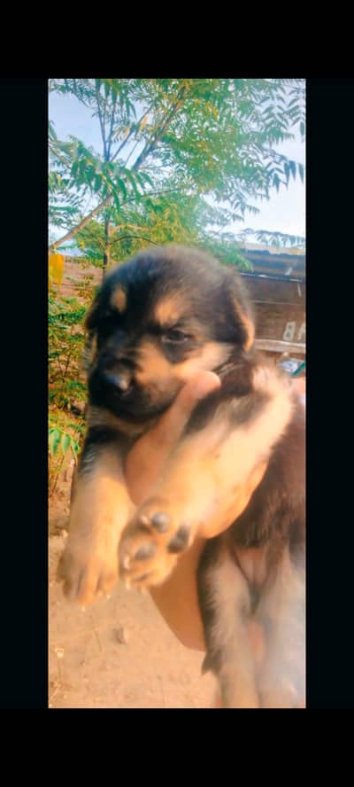 20 days double coat German shepherd puppies
