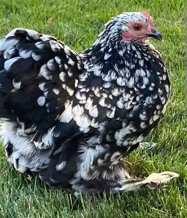 Silky Bantum White Coco Black Molted mix for sale Loaction Lahore — photo 5