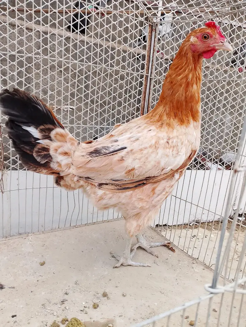 Misri murgi / anday wali murgi / dasi murgi / murgi / hen / Murga — photo 2