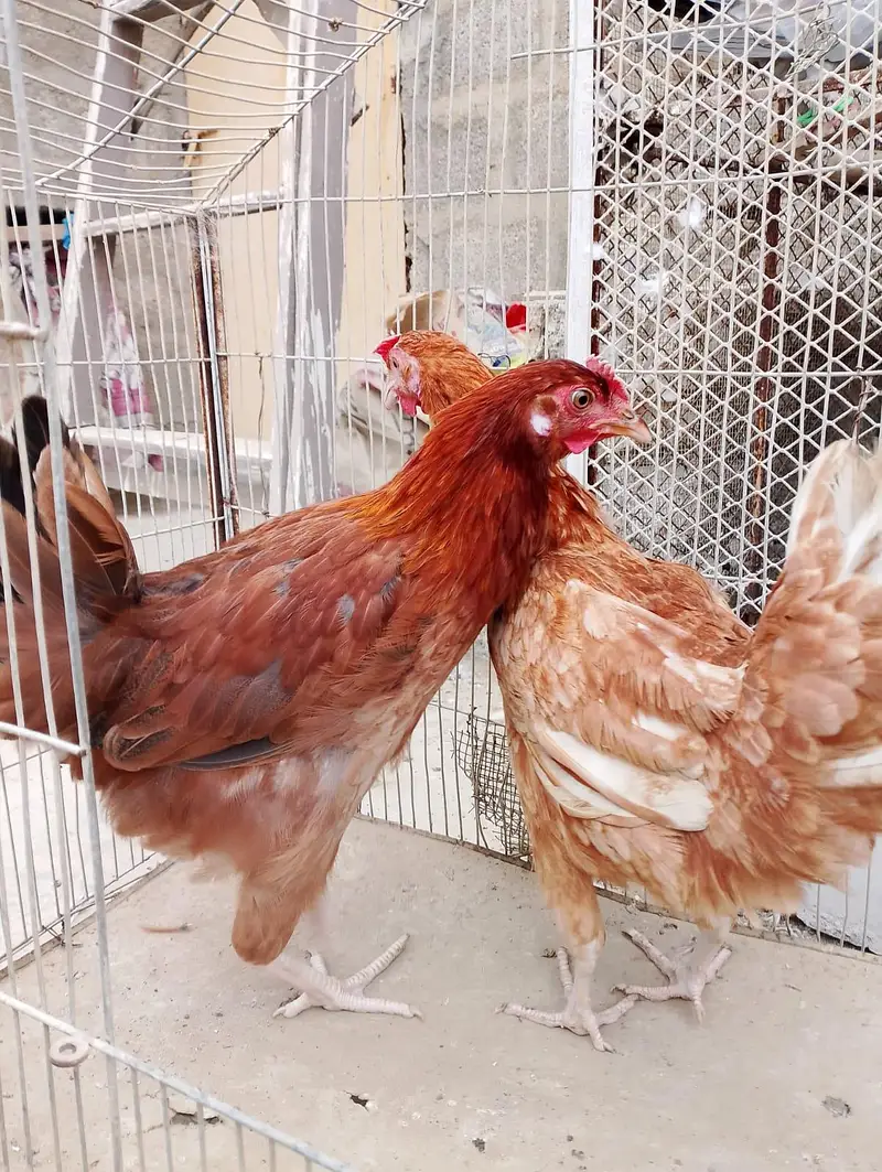 Misri murgi / anday wali murgi / dasi murgi / murgi / hen / Murga — photo 4