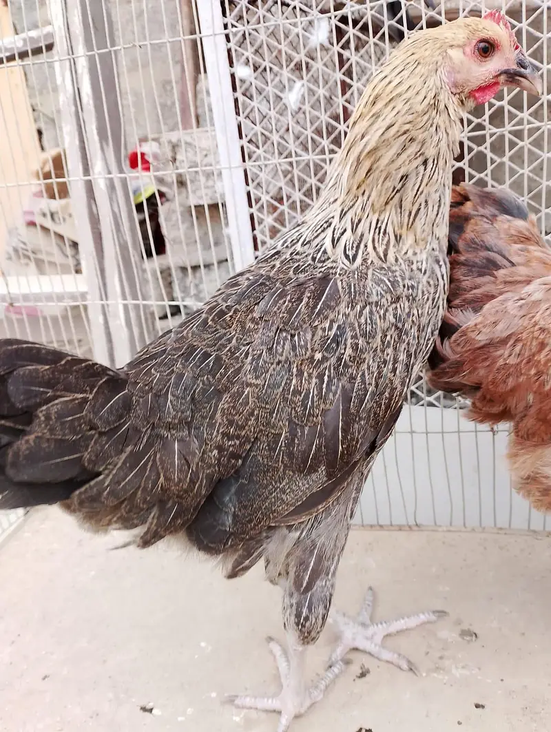 Misri murgi / anday wali murgi / dasi murgi / murgi / hen / Murga — photo 5