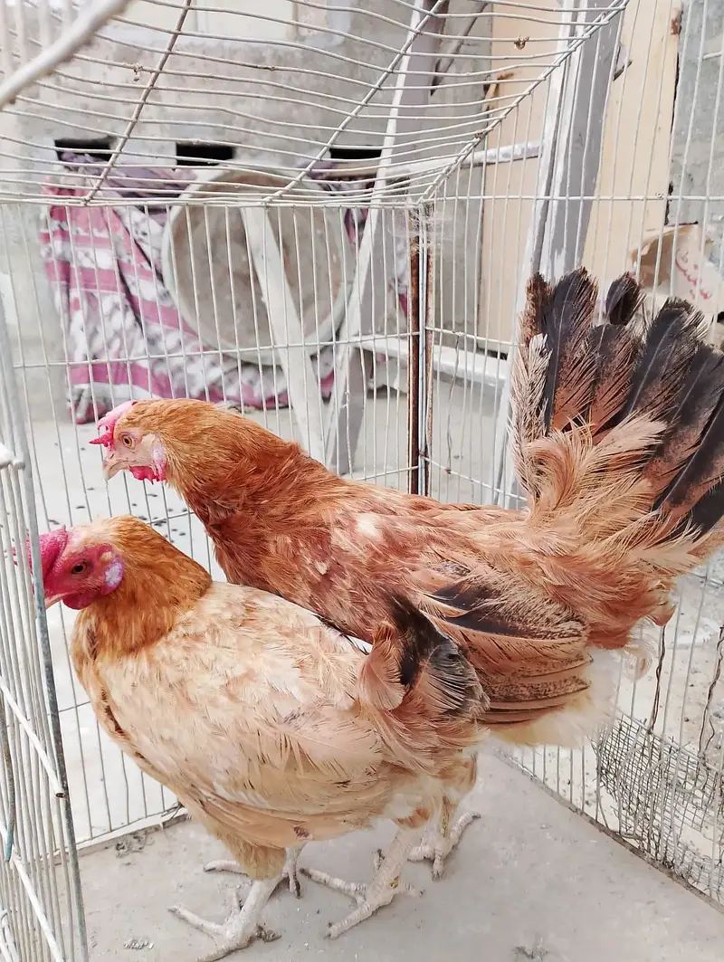 Misri murgi / anday wali murgi / dasi murgi / murgi / hen / Murga — photo 6