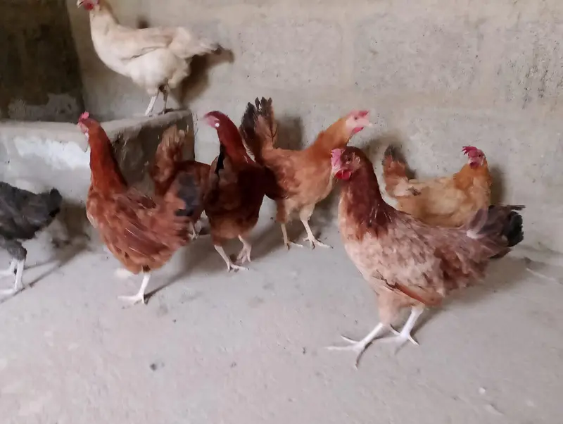 Misri murgi / anday wali murgi / dasi murgi / murgi / hen / Murga — photo 7