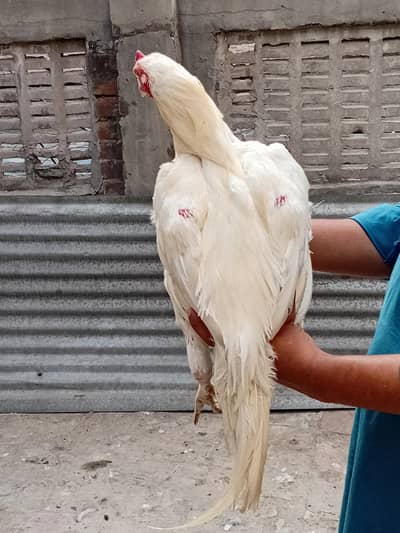 Heera Aseel patha