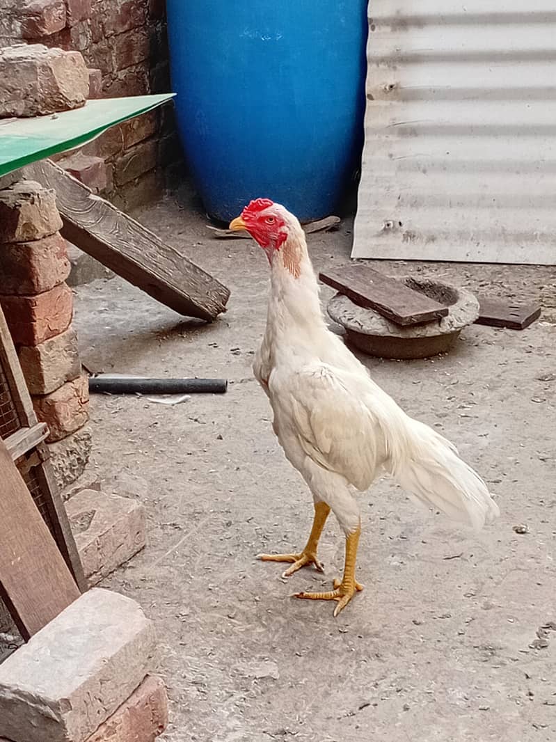 Heera Aseel patha 1