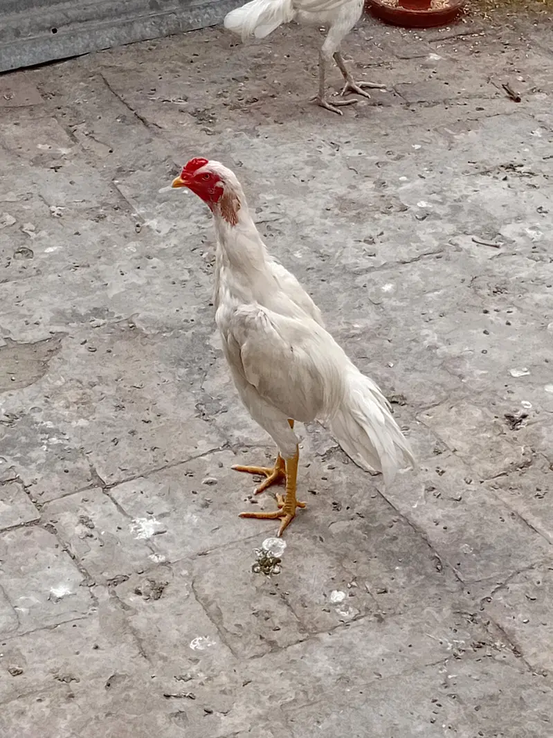 Heera Aseel patha — photo 3