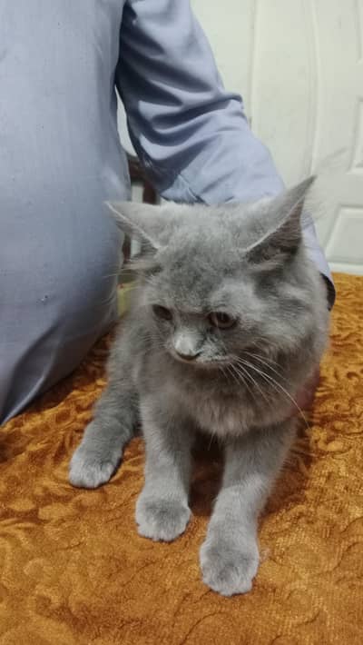 Persian cat age 5 month active and healthy grey colour brown eyes for