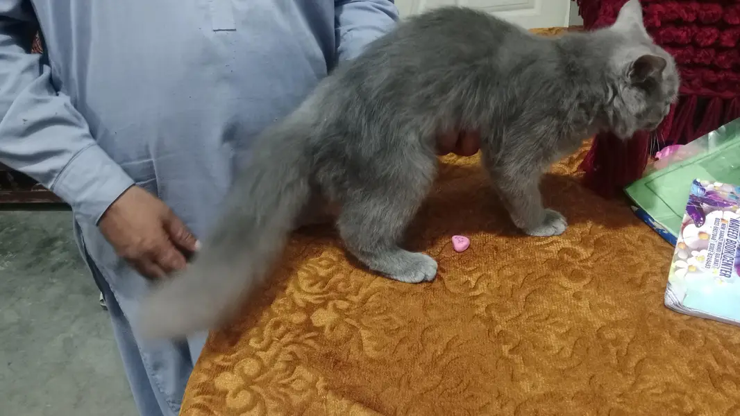 Persian cat age 5 month active and healthy grey colour brown eyes for — photo 2