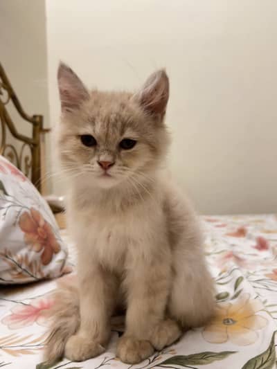 persian kitten for sale