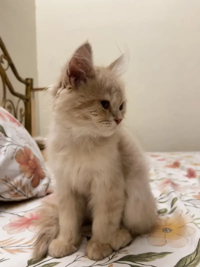 persian kitten for sale — photo 2