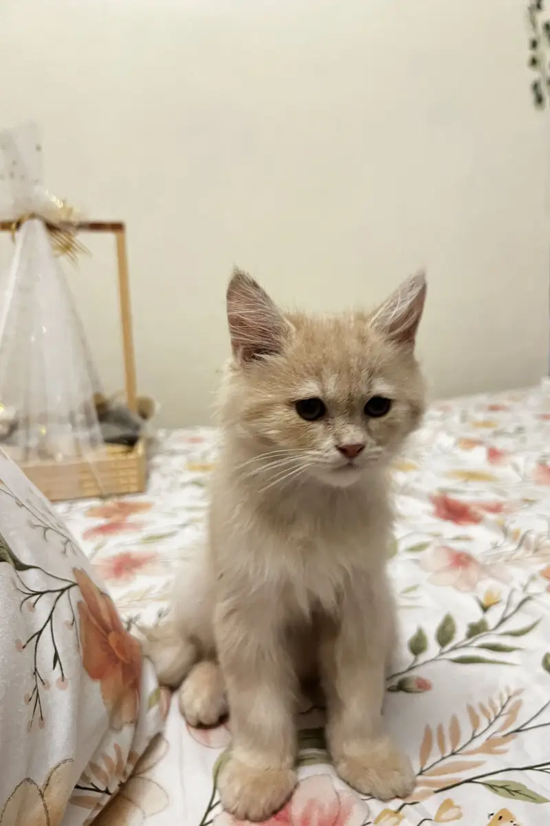 persian kitten for sale — photo 3