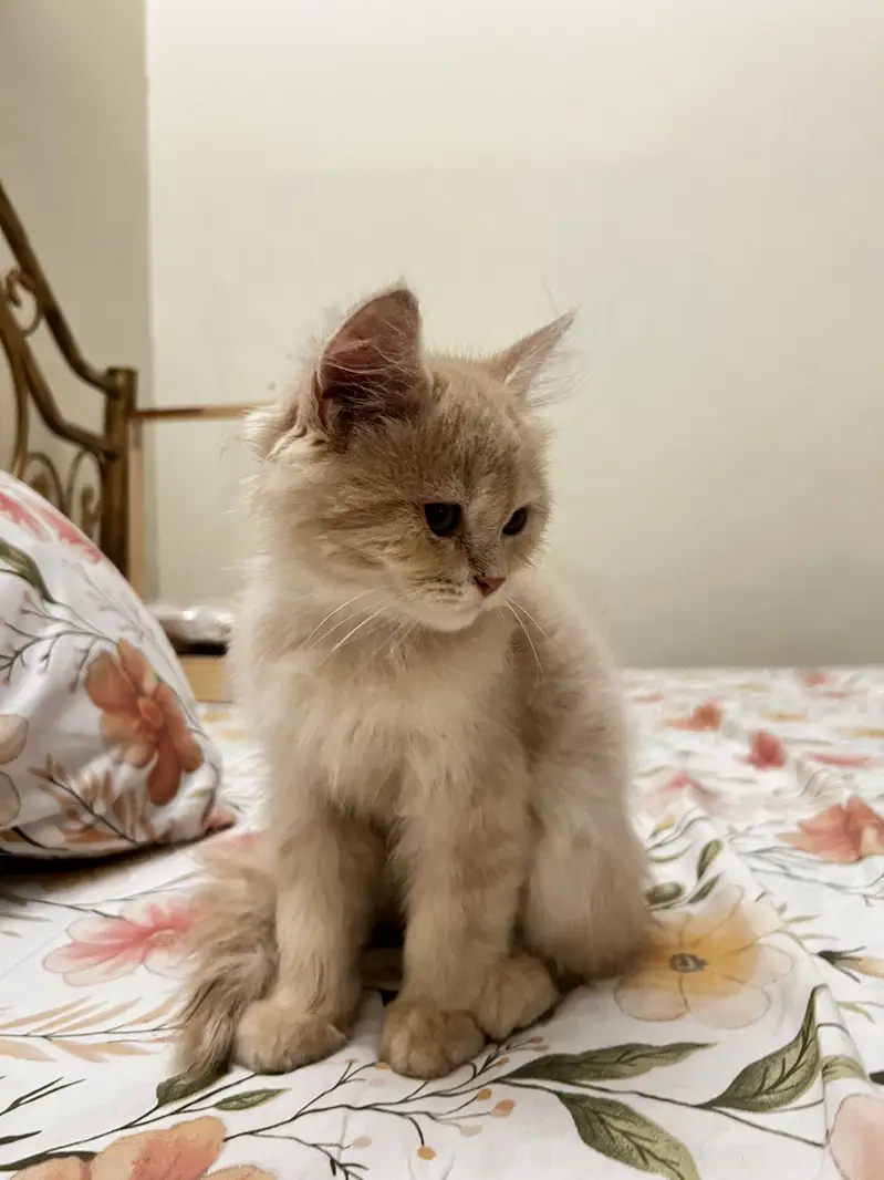 persian kitten for sale — photo 4