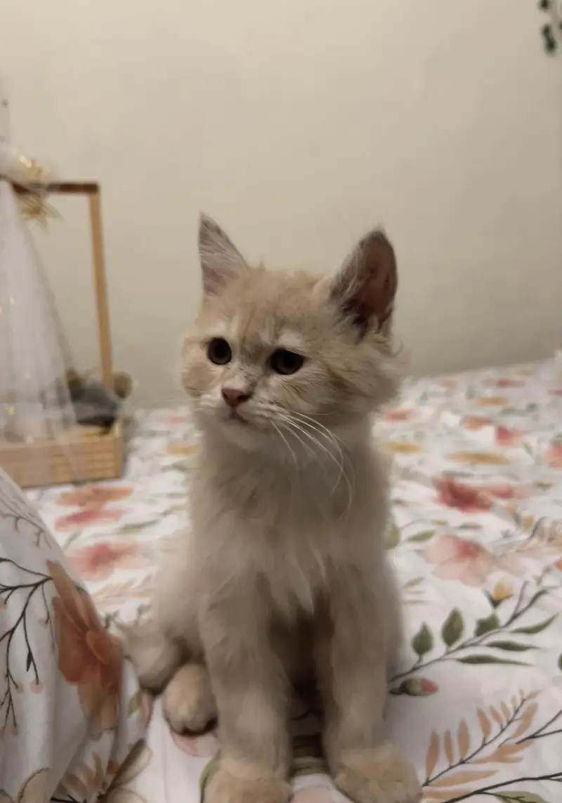 persian kitten for sale — photo 5